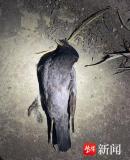 男子每天下班弹弓打鸟 涉刑事犯罪 45只“三有”鸟类殒命