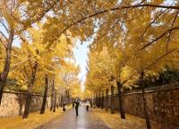 满大街都是银杏树，为什么还是濒危物种？ 野生种群面临威胁