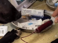 宠物医院给猫输血一次收费4千 男子养6只万能血犬每毫升收15元