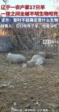 村民家17只羊一夜全部死亡 派出所已介入 监控拍下神秘黑影