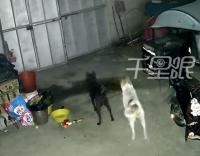 男子偷狗被察觉弃车而逃 投毒未遂惊魂一夜