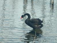 北京：西郊雨洪调蓄工程迎来黑天鹅 城区水环境持续向好