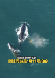 罕见画面！广西涠洲岛惊现四鲸同框