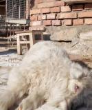 装死小羊身价飙升，主人仍拒绝售卖 ，取名“羊肉串” 成网络流量担当