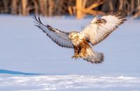 男子卖毛脚鵟制品被罚坚称不知情 法院终审驳回上诉