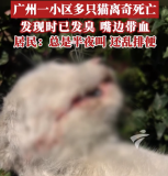 小区多只猫离奇死亡嘴角带血，发现时已发臭