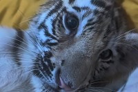 网红虎去世动物园录屏冒充直播 动物园回应网红虎死亡一周被瞒