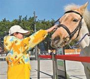 春节怎么玩？解锁你的新年仪式感 马术体验迎新春