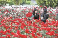 大批游客打卡玫瑰花田大爷措手不及 春日浪漫新地标