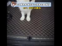 边牧路边等主人却被无故打碎骨头 网友：拒绝暴力虐待，期待公正处理与善意