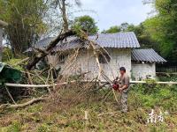 民房被大树砸中众人合力排险 应急队伍快速响应