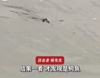 男子在重慶長江邊玩發(fā)現(xiàn)揚(yáng)子鱷 體長約一米五