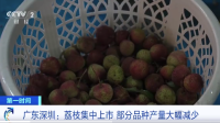 荔枝減產(chǎn)近四成，個別品種減產(chǎn)超8成？