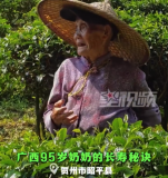 95歲奶奶上山采茶中氣十足：餐餐要吃肉 天天要運動