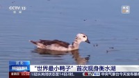 世界最小鸭子首次现身河北 棉凫亮相衡水湖
