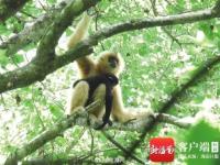 全球唯一种群持续增长的长臂猿类群 种群恢复至44只