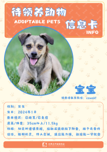 宝宝-狗-2024年1月