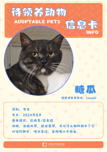 糖瓜-猫-2024年8月