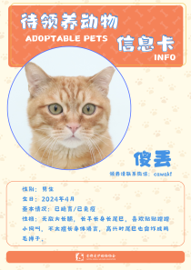 傻丢-猫-2024年4月