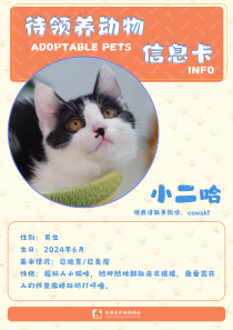 小二哈-猫-2024年6月