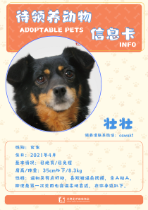 壮壮-狗-2021年4月