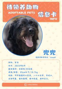 兜兜-狗-2023年8月