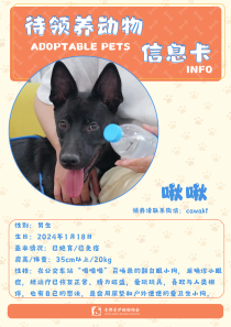 啾啾-狗-2024年1月