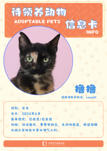 撸撸-猫-2024年6月