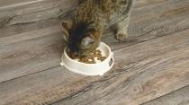 猫咪进食