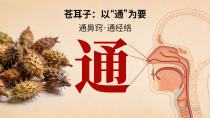 风寒头痛、鼻渊鼻塞的“天然通窍剂”——苍耳子