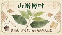 民间验方中的清热良药，现代制药工业的重要原料——山蜡梅叶
