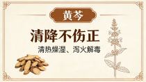 清热燥湿、泻火解毒——黄芩