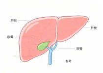 破除无症状乙肝的三大谣言
