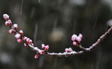 “倒春寒來(lái)不來(lái)，就看二月初五”