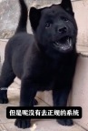 超九成养宠人不认识中华田园犬品种 原来中华田园犬这么帅！