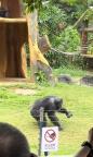 黑猩猩扔石塊傷人,，南寧動(dòng)物園管理引關(guān)注 游客安全受考驗(yàn)