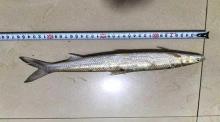 極危物種鳤魚(yú)重現(xiàn)贛江 禁漁成效顯現(xiàn)