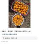 年輕人愛上打野農(nóng)戶深受困擾 采摘潮流引發(fā)爭(zhēng)議