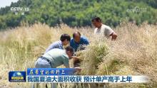 中國夏油大面積收獲 單產(chǎn)將高于上年 冬油菜單產(chǎn)有望再提升