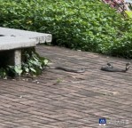 深圳莲花山公园再次出现眼镜蛇 市民担忧增加