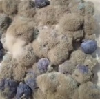 男子藍(lán)莓發(fā)霉后掛網(wǎng)上30元一盒賣出 室友：他可能是“天才”