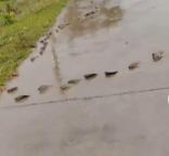 男子雨后騎車(chē)被魚(yú)群擋路,，只能小心翼翼繞行
