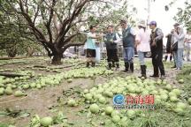 “丹娜絲”吹倒臺(tái)灣40多年歷史牌樓 臺(tái)風(fēng)致全臺(tái)災(zāi)情嚴(yán)重