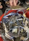 深圳較場尾海邊出現(xiàn)大量花蟹：抓不完,，根本抓不完