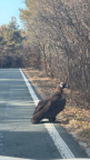 女子自驾偶遇“座山雕”当地回应 救助秃鹫放飞后暂不适应