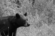 日本为何要动用自卫队对付熊害 日本境内熊的数量近年来逐渐增多