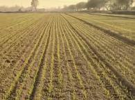 河南省小麦播种进度如何 多数地区已过七成