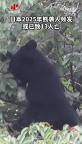 日本一个月88人遭熊袭击 人熊冲突加剧
