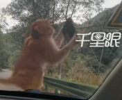 景区回应游客车辆被猴掰走后视镜！