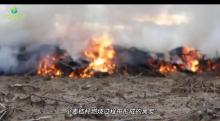 研究称烧秸秆能控制超级细菌传播 揭示黑炭双重作用